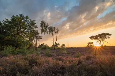 Kalmthoutse Heide