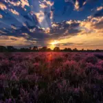 Hiking Through Kampina’s Scenic Heathlands