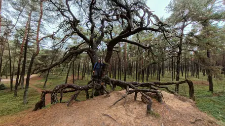 Hiking in the wet forest of Leuvenumse Beek