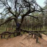 Hiking in the wet forest of Leuvenumse Beek